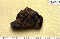 藏品(哺乳動物腿骨化石)的圖片